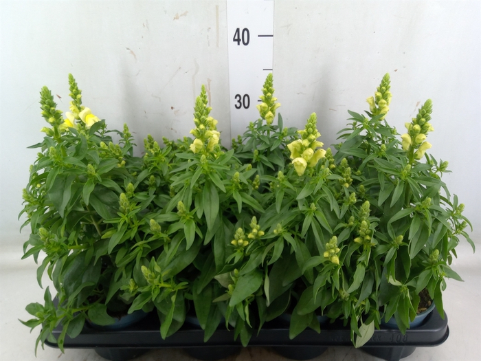 <h4>Antirrhinum majus   ...</h4>