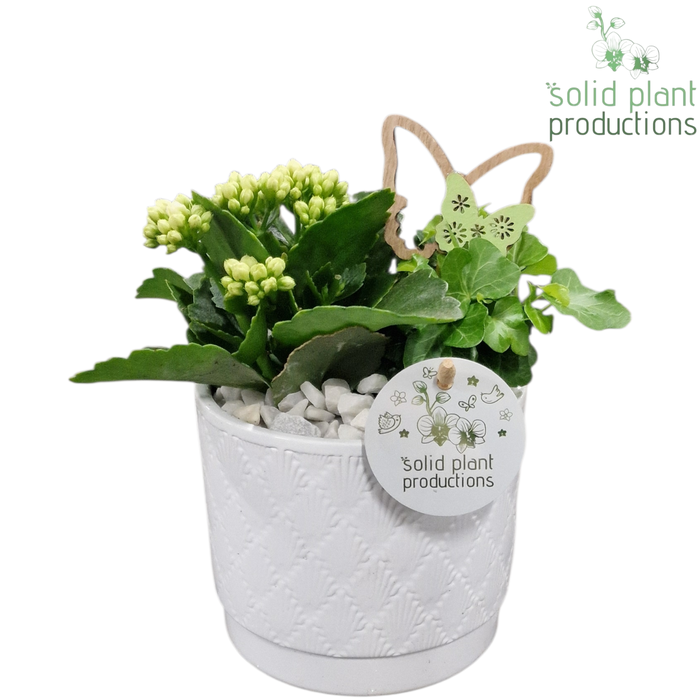 <h4>KH001 Ariël White</h4>