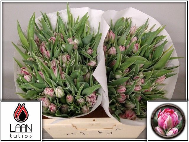 <h4>TU DU FLASH POINT</h4>