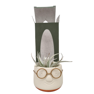 Tillandsia Golden dude gift package