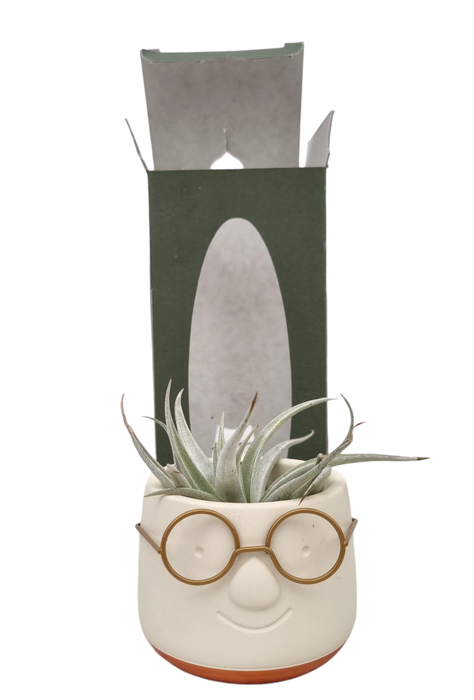 <h4>Tillandsia Golden dude gift package</h4>