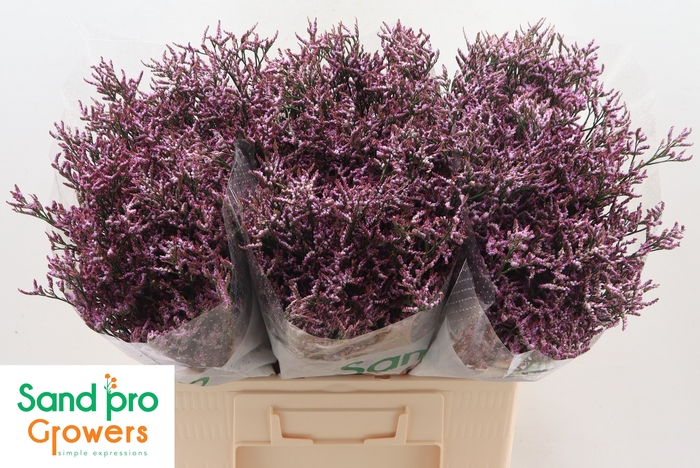 <h4>Limonium Safora Lilac</h4>