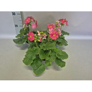 Primula obconica Magenta