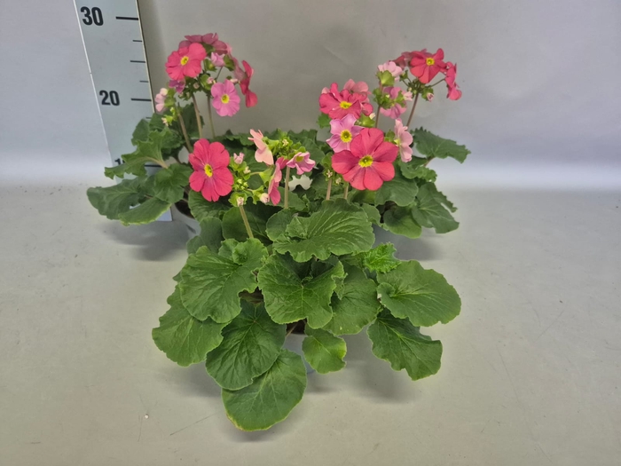 <h4>Primula obconica Magenta</h4>
