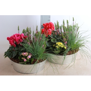 ARR TUINPLANTEN
