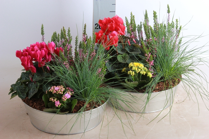 <h4>ARR TUINPLANTEN</h4>