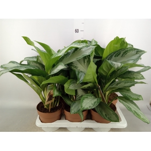 Aglaonema  'Silver Bay'