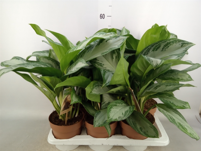 <h4>Aglaonema  'Silver Bay'</h4>