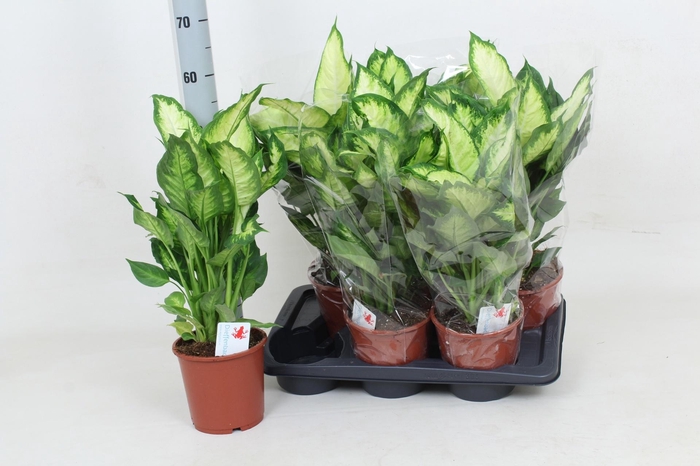 <h4>DIEFF CAMILLA</h4>