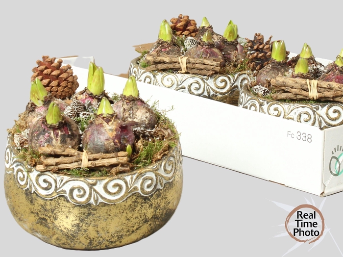 <h4>ARR HYACINTH</h4>