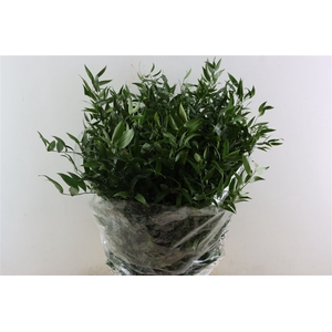 Ruscus Medium 120gr P Bunch