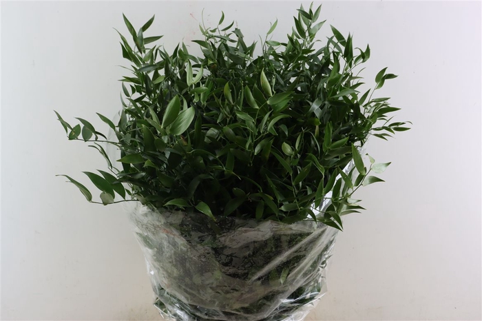 <h4>Ruscus Medium 120gr P Bunch</h4>