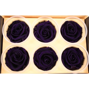 R Prs Purple Charming