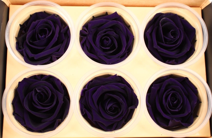 <h4>R Prs Purple Charming</h4>