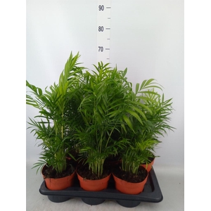 Chamaedorea elegans