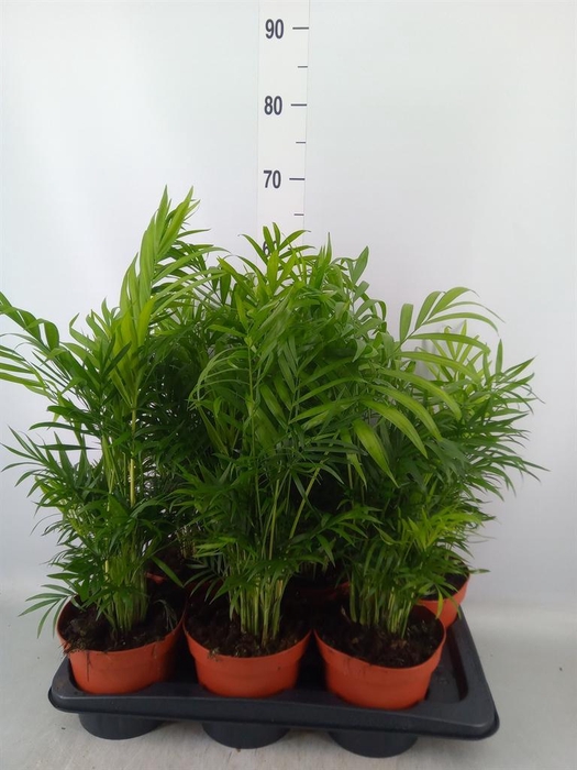<h4>Chamaedorea elegans</h4>