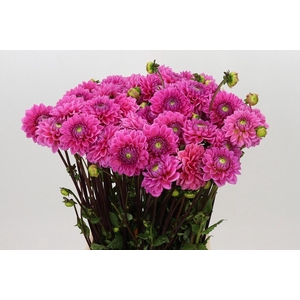 DAHLIA  'SANDRA'