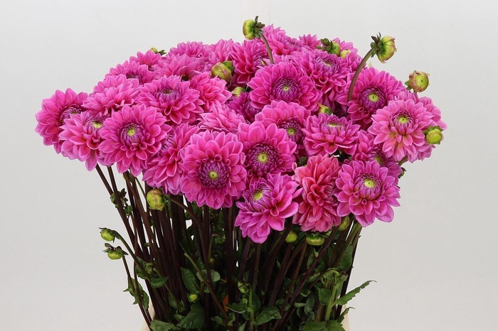 <h4>DAHLIA  'SANDRA'</h4>