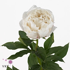 <h4>Paeonia Vogue</h4>