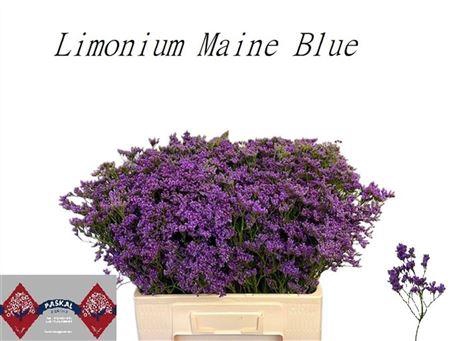 <h4>LIM MAINE BLUE 60/30GR</h4>