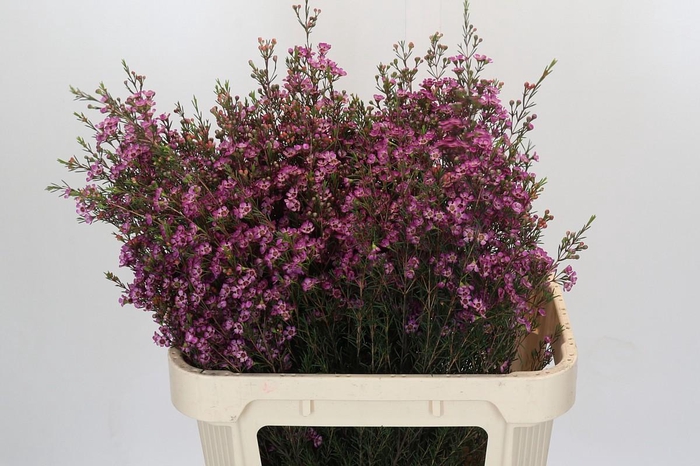 Chamelaucium Purple Pride