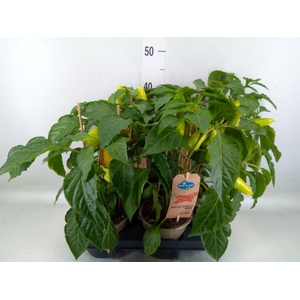 Capsicum annuum   ...peper