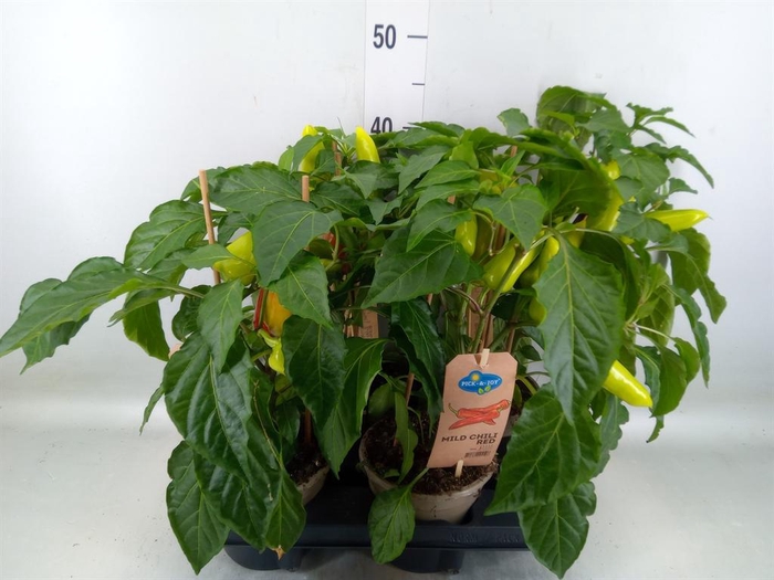 <h4>Capsicum annuum   ...peper</h4>
