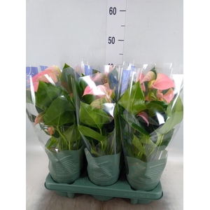 Anthurium  'Karma Pink'