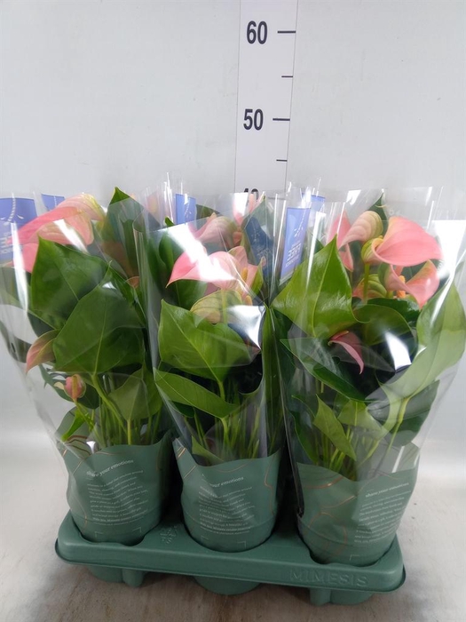 <h4>Anthurium 'Karma Pink'</h4>