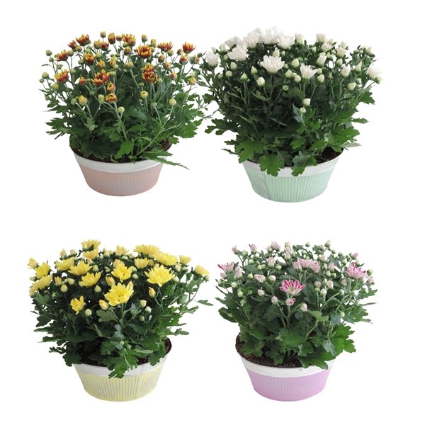 <h4>Collectie Floor Chrysant Mix in Zink 21 cm</h4>