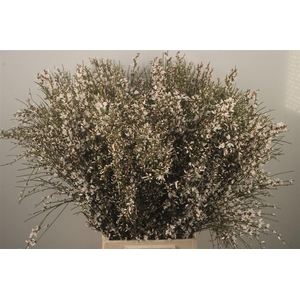 Ginster White Per Bunch