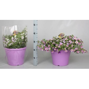 CALIB MINIF GEM POT