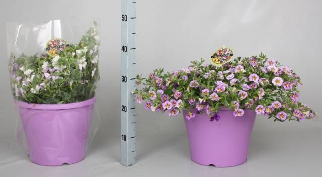 <h4>CALIB MINIF GEM POT</h4>