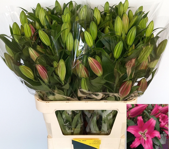 <h4>LI OT CORVETTE</h4>