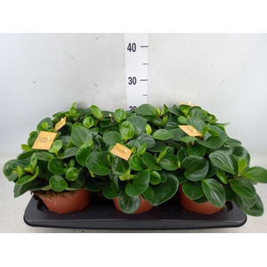 Peperomia obt. 'Red Canyon'