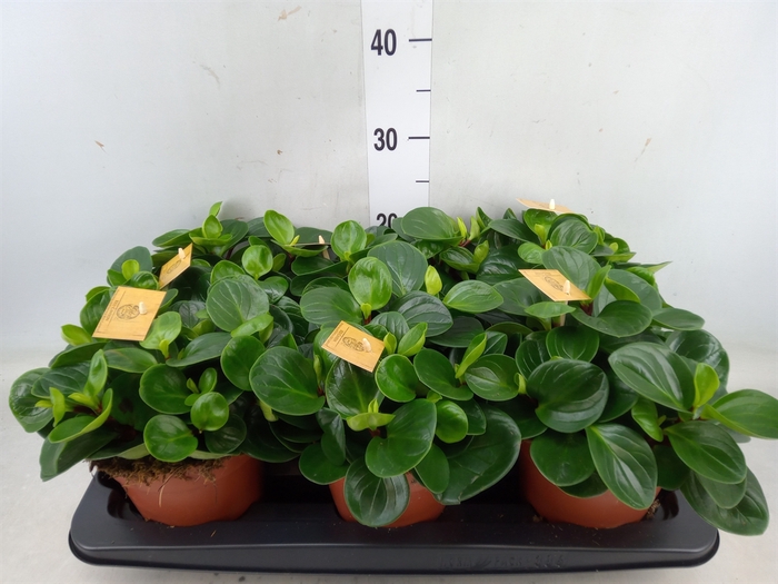 <h4>Peperomia obt. 'Red Canyon'</h4>