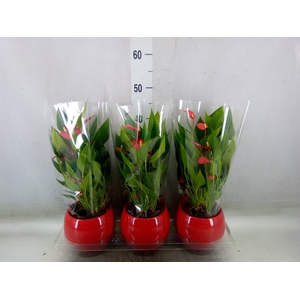Anthurium andr. 'Mill Flowers Red'