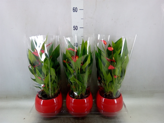<h4>Anthurium andr. 'Mill Flowers Red'</h4>