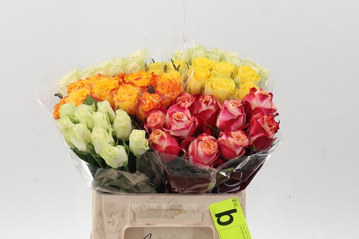 <h4>R Gr Gem In Fust</h4>