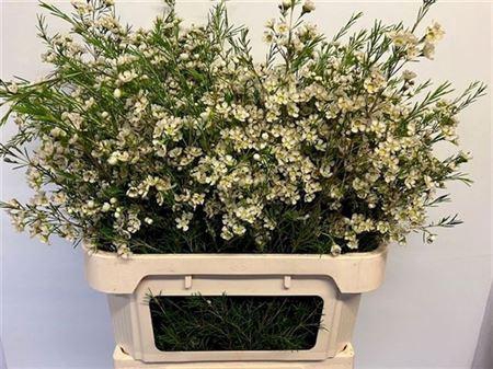 <h4>Chame Un Ofir</h4>