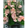 Bari Keramiek Purple - Pink Champion 12cm