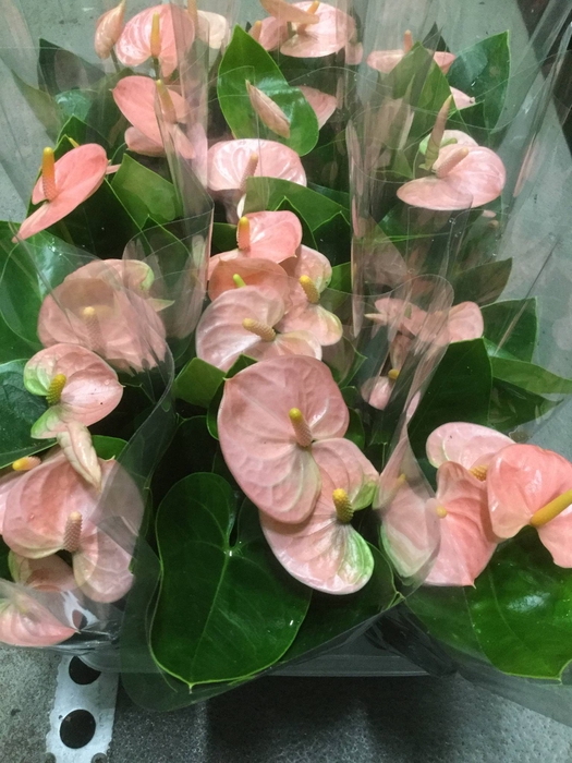 Bari Keramiek Purple - Pink Champion 12cm