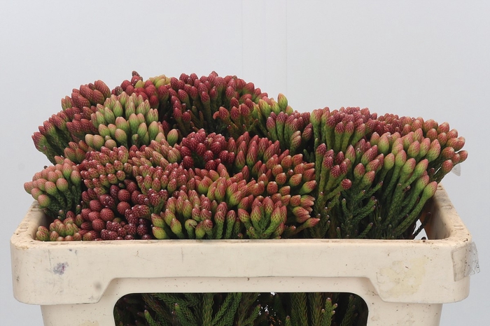 <h4>Kaaps Groen Red Brunia</h4>