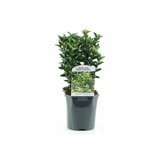 Euonymus jap. 'Green Spire'