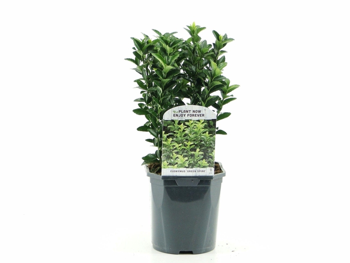<h4>Euonymus jap. 'Green Spire'</h4>