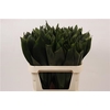 DEC ASPIDISTRA