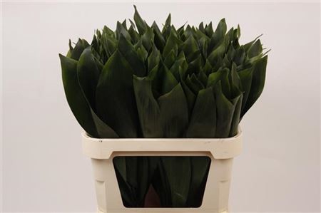 DEC ASPIDISTRA