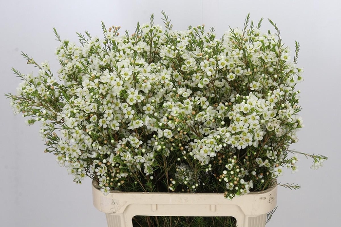 <h4>Chamelaucium Ivory Pearl</h4>