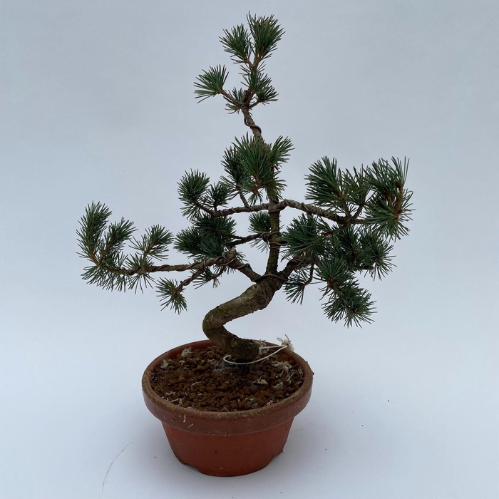 <h4>Pinus Parviflora Bonsai 'E10' 16 cm (herkomst: Japan)</h4>