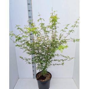 Acer palmatum Seiryu